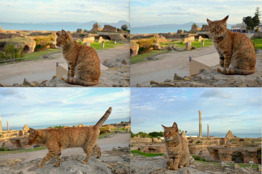 Gatos en Túnez
