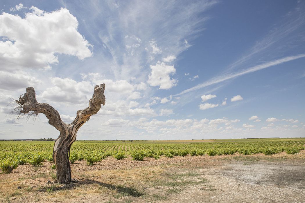 bodegas-verum-enoturismo